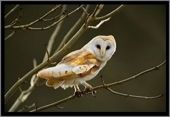 Tyto alba pratincola - North America