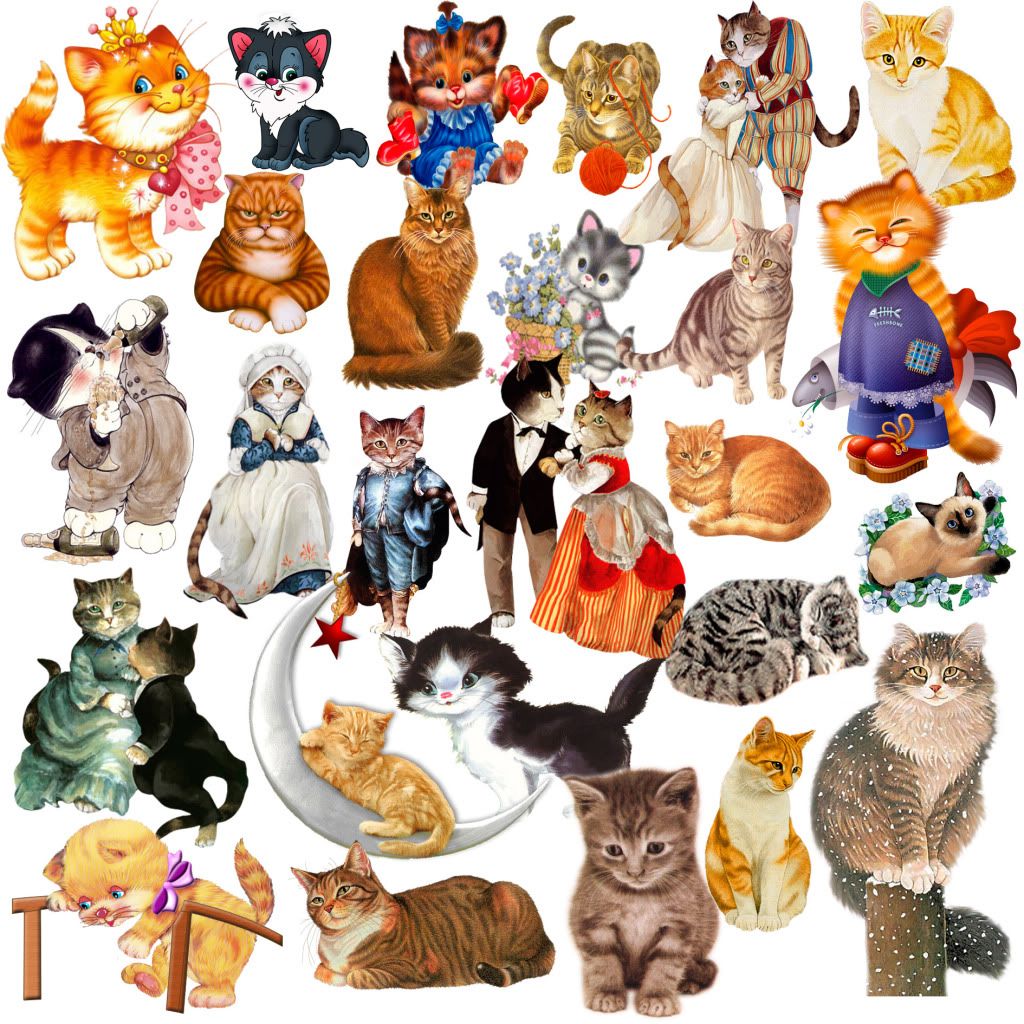 Catscollection.jpg