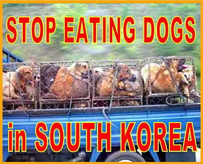 korea dogs photo: Stop eating dogs in SOUTH KOREA stopeatingdogsinsouthkorea.jpg