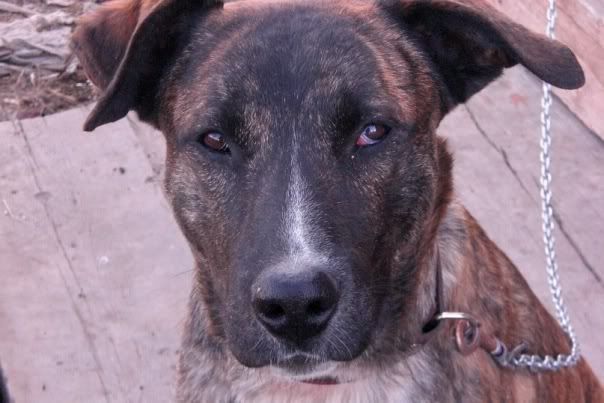 Image Source,Photobucket Uploader Firefox Extension