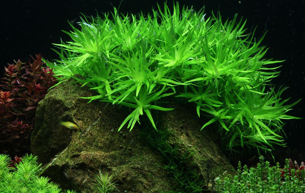 heteranthera-zosterifolia-aquarium-pflan