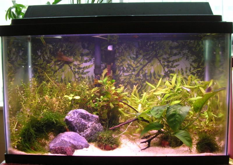 How Many Dwarf Gouramis In A 10 Gallon Tank