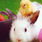 icontest-easter01_zps5769d369.png