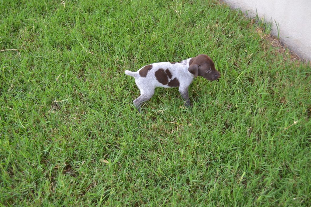 puppies wi german shorthair puppies wisconsin breeds picture puppies wi german shorthair puppies wisconsin breeds picture