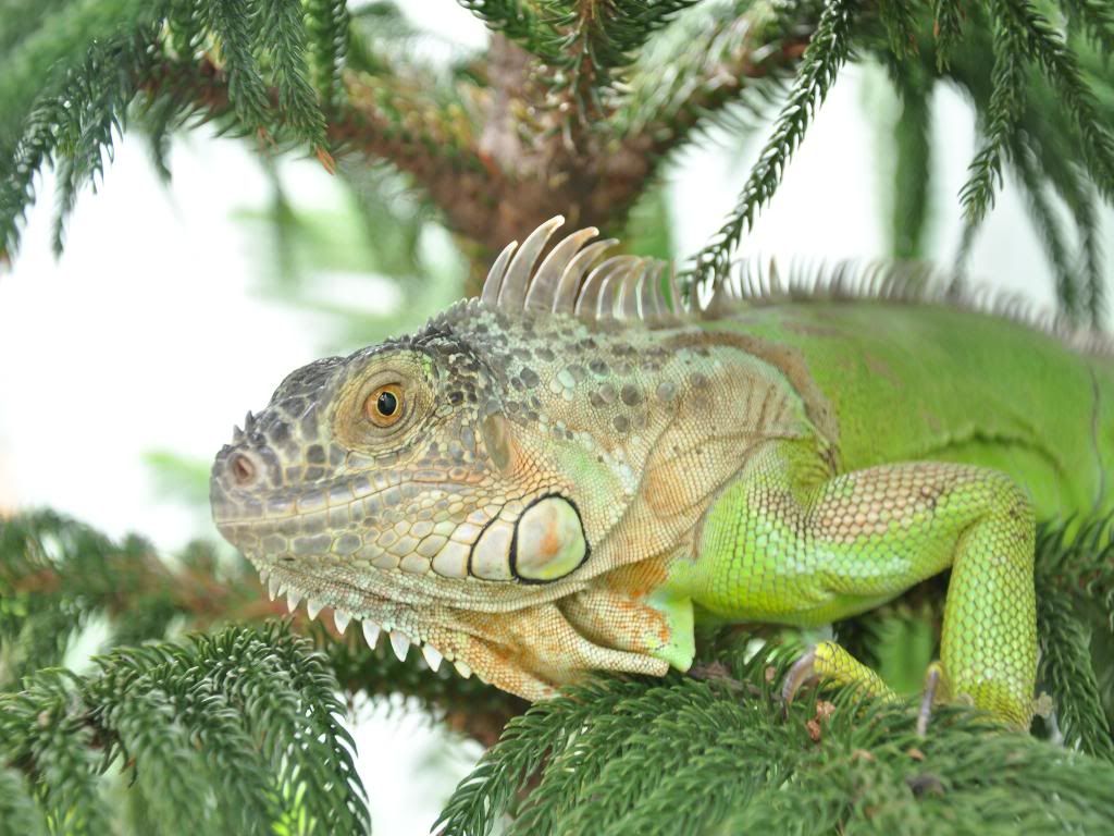 iguana pelangi