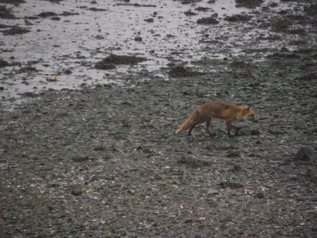 fox%20001.jpg