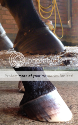 Bullnose Hooves | Horse and Hound Forum