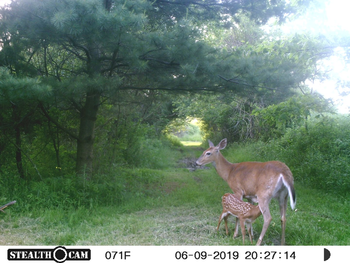 photo Fawn feeding_zpsf4mvsqho.jpg
