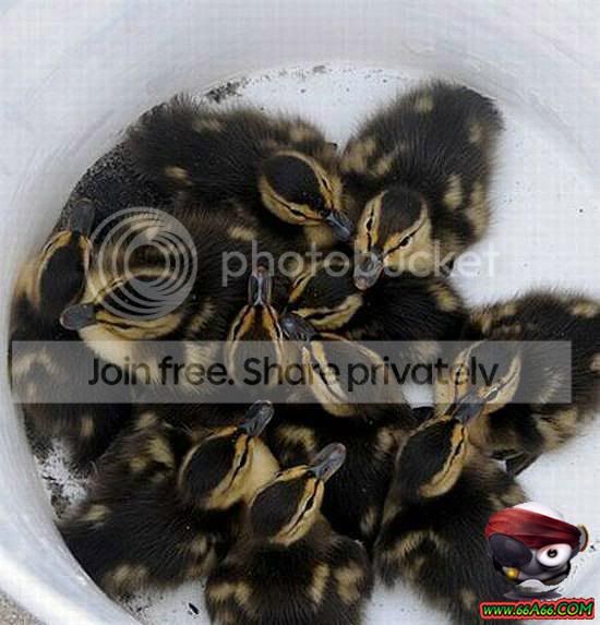 1291385449.jpg