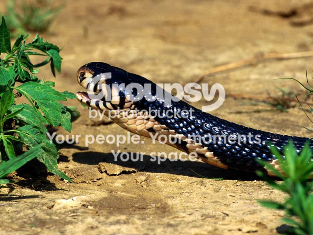 1291390939.jpg